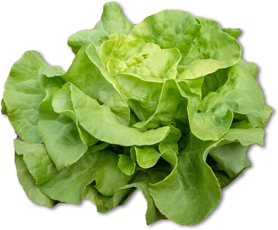 Lettuce Lactuca sativa Vegetable Seeds for Planting in Vegetable Patch and Garden