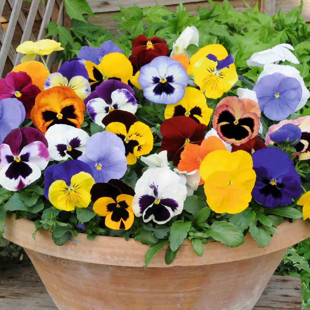 Mix Pansy Viola Winter Flowering Seeds for Garden and Container Planting
