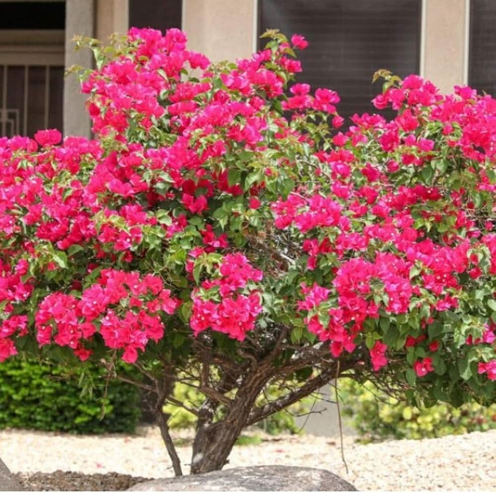 Bougainvillea Bougainvillea spectabilis flower seeds for planting in backyard trellises