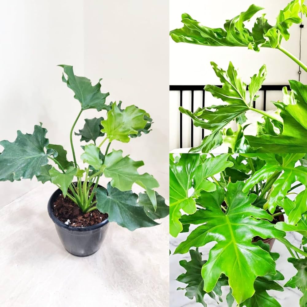 Heirloom Non-GMO Philodendron Plant Seeds for Planting – Tropical Indoor and Outdoor Foliage