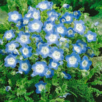 organic-charming-blue-flower-nemophila-seeds

