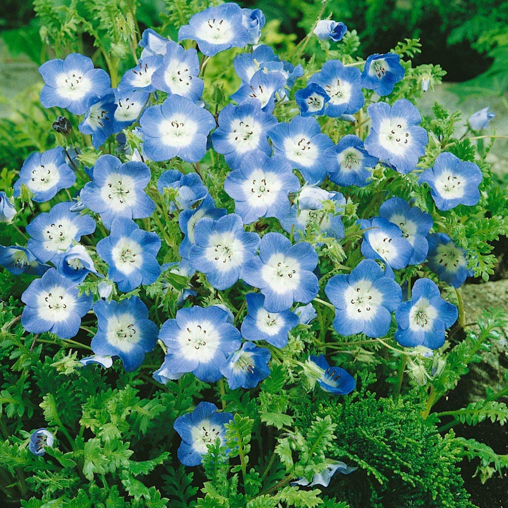 Flower Nemophila Menziesii Baby Blue Eyes Seeds for Planting