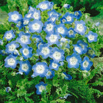 Baby Blue Eyes for planting in flower bed