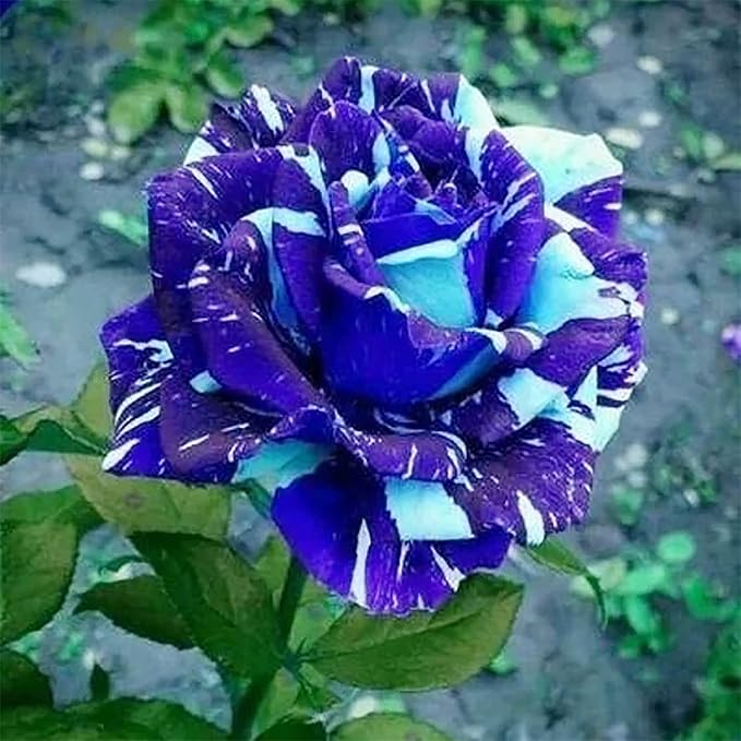 Rose Blue Dragon Flower Seeds for Planting in vertical garden or home flower beds