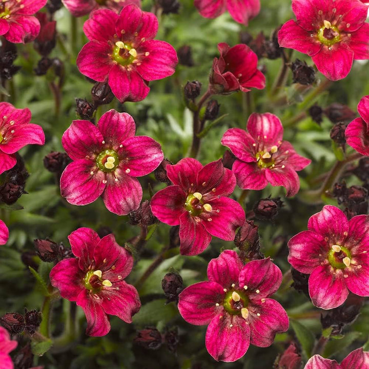 Heirloom Non-GMO Saxifraga Pink Flower Seeds for Planting – Hardy Perennial Blooms for Rock and Alpine Gardens