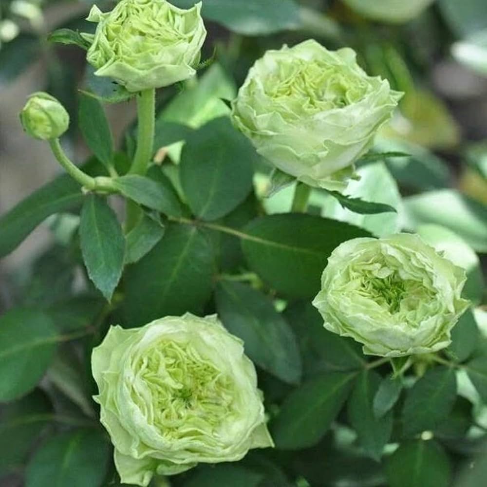 Green Rose Flowering Seeds For Planting And Gardening