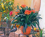 Clivia Miniata Seeds for planting in shady flower bed