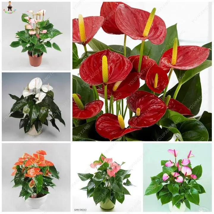 Mixed Anthurium Andraeanu Flower Seeds Dhara Seeds