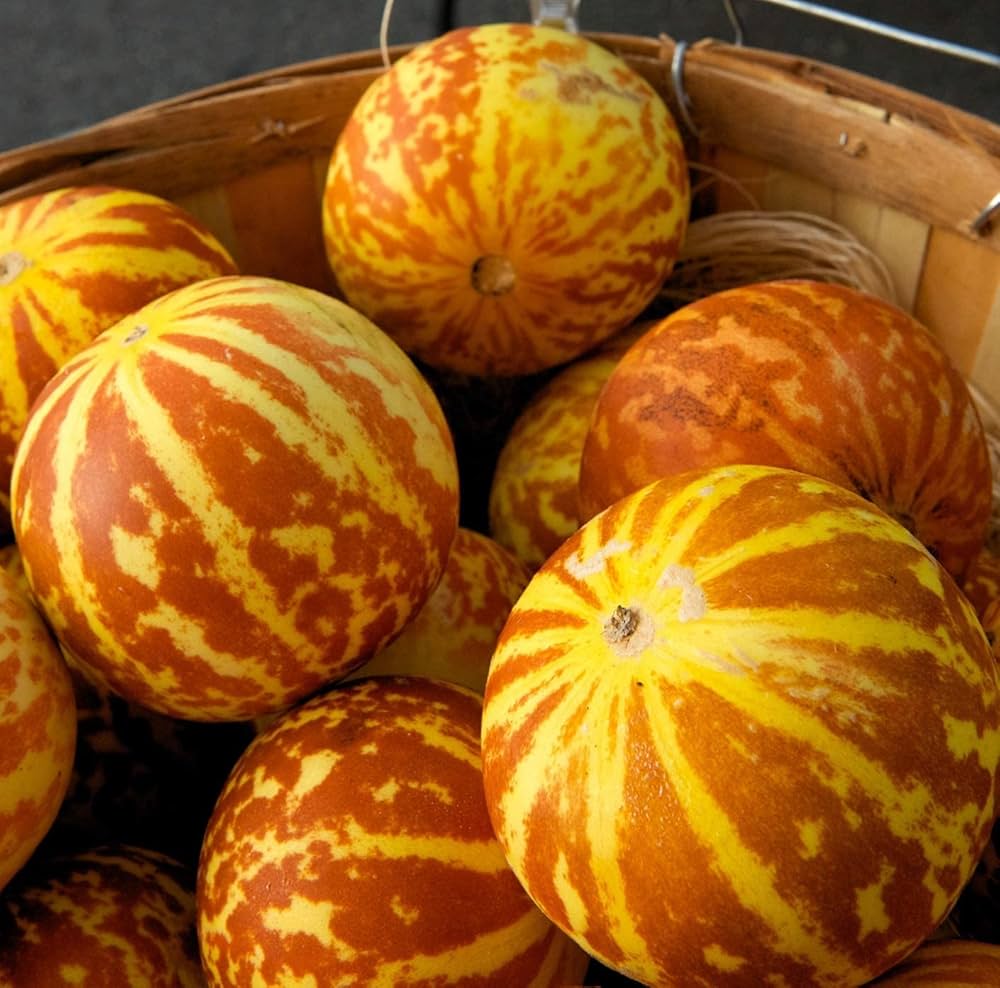 Vietnam Milk Melon Seeds for Bonsai Fruit and Vegetable Gardens