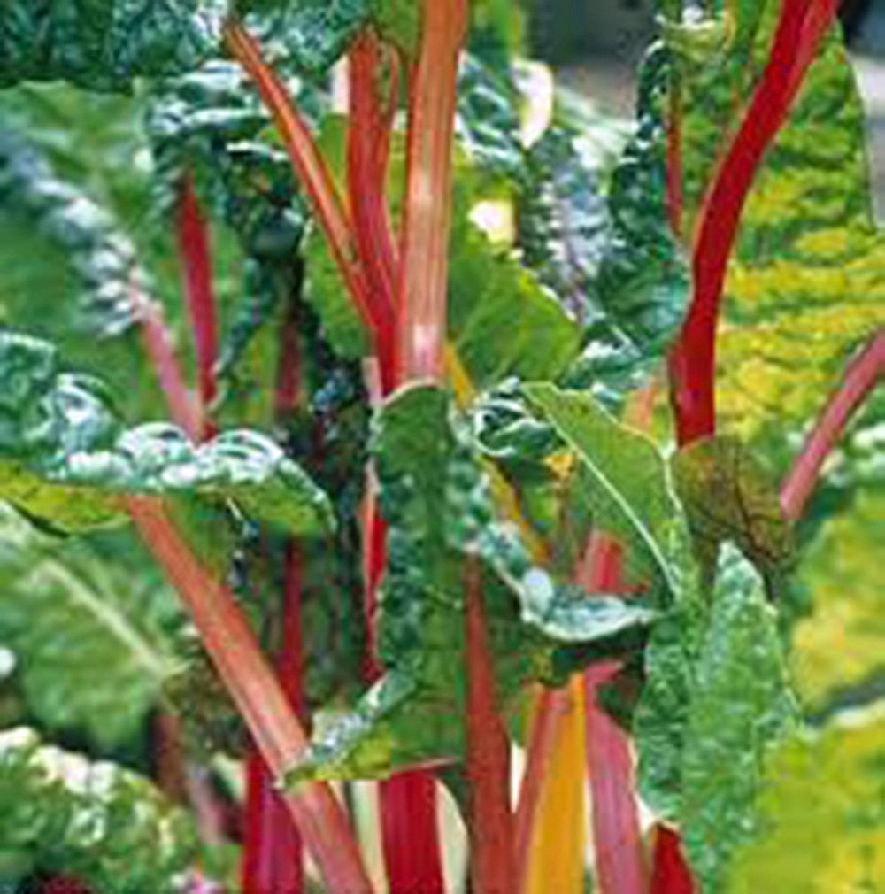 Rainbow Swiss Chard Beta vulgaris vegetable seeds for planting in kitchen garden containers