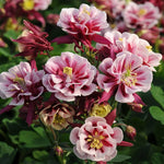 Winky Double Columbine Aquilegia vulgaris Seeds for planting in flower bed