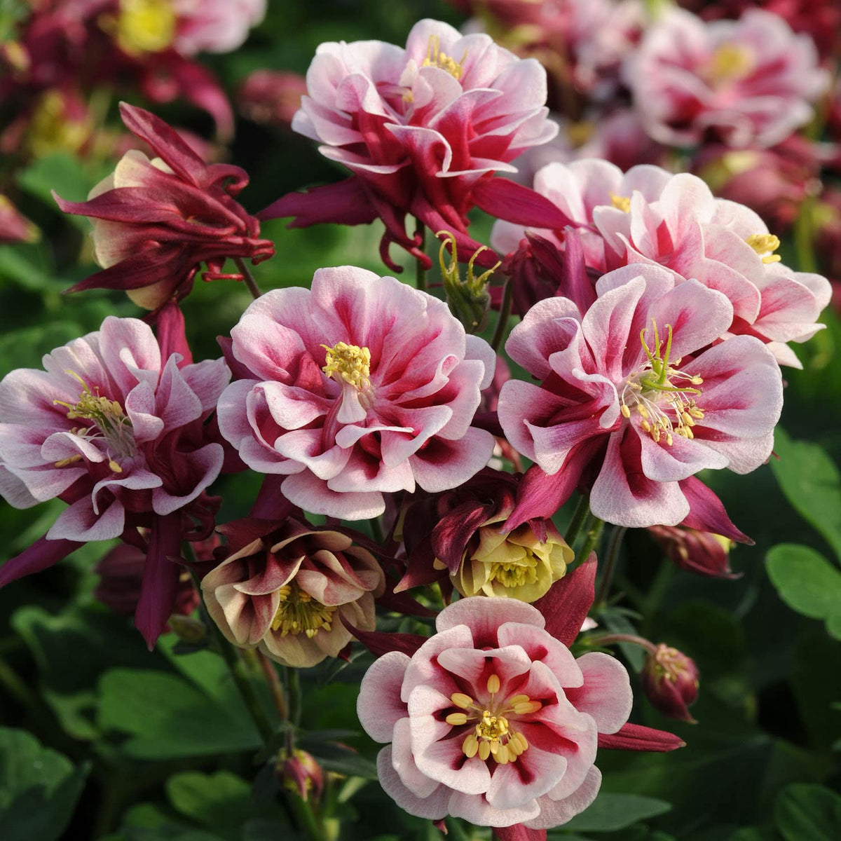 Double White Barlow Columbine Seeds ( )