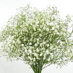 Peach Gypsophila Flower Seeds for Planting – NON GMO Seeds Dhara Seeds