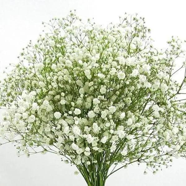 Peach Gypsophila Flower Seeds for Planting – NON GMO Seeds Dhara Seeds
