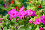 Four O'Clock Mirabilis jalapa Red for planting in flower bed