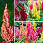 Plumed Flower Seeds for Garden Planting - NON GMO Seeds Dhara Seeds