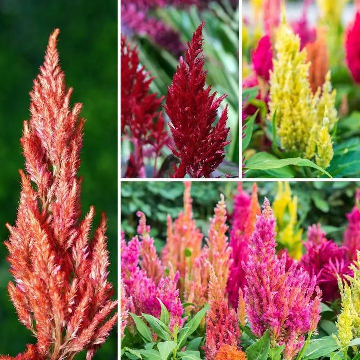 Plumed Flower Seeds for Garden Planting - NON GMO Seeds Dhara Seeds