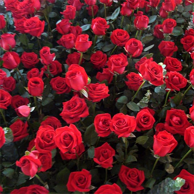 Rose Rosa Hybrida Red Flower Seeds for Planting