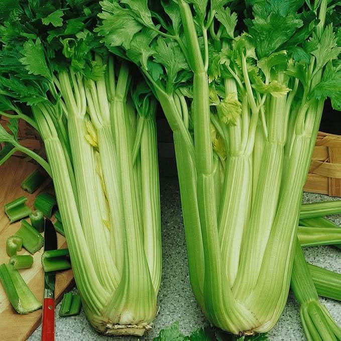 Celery Seeds for Garden Plants