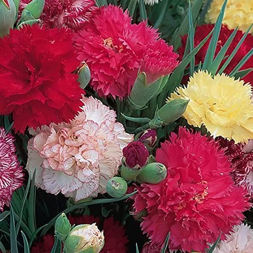 Carnation Dianthus Caryophyllus Seeds for Planting - Beautiful Blooms for Flower Bed & Urban Garden