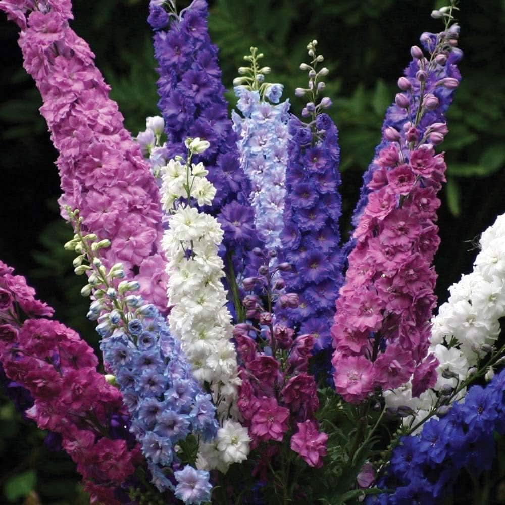 Delphinium Beautiful Flower Garden Plant Seeds