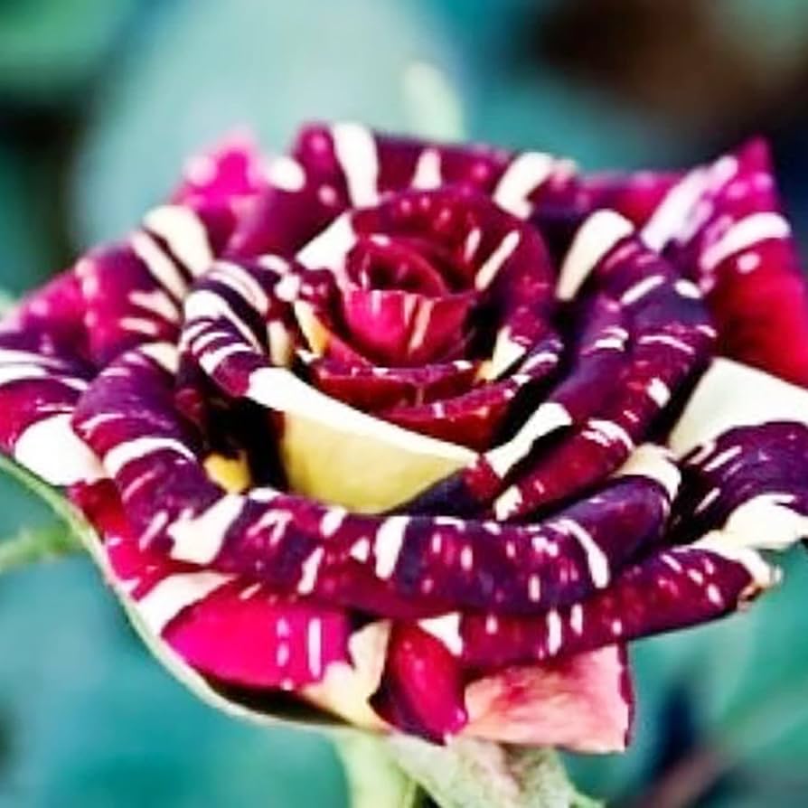 Rose Rosa Hybrida Lila Dragon Flower Seeds for Planting – Suitable for Decorative Home Garden and Pots
