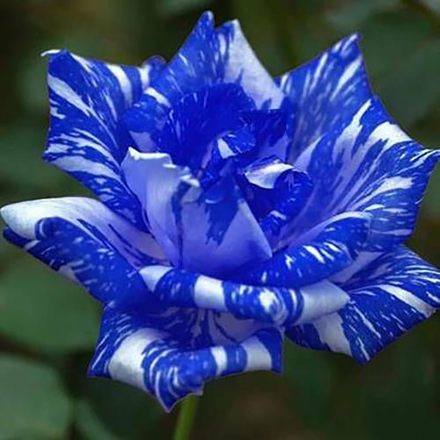 Rose Rosa Hybrida Blue Dragon Flower Seeds for Planting – Suitable for Decorative Home Garden and Indoor Pots