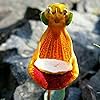 Calceolaria Uniflora Seeds – Rare Perennial Flower for Home Garden