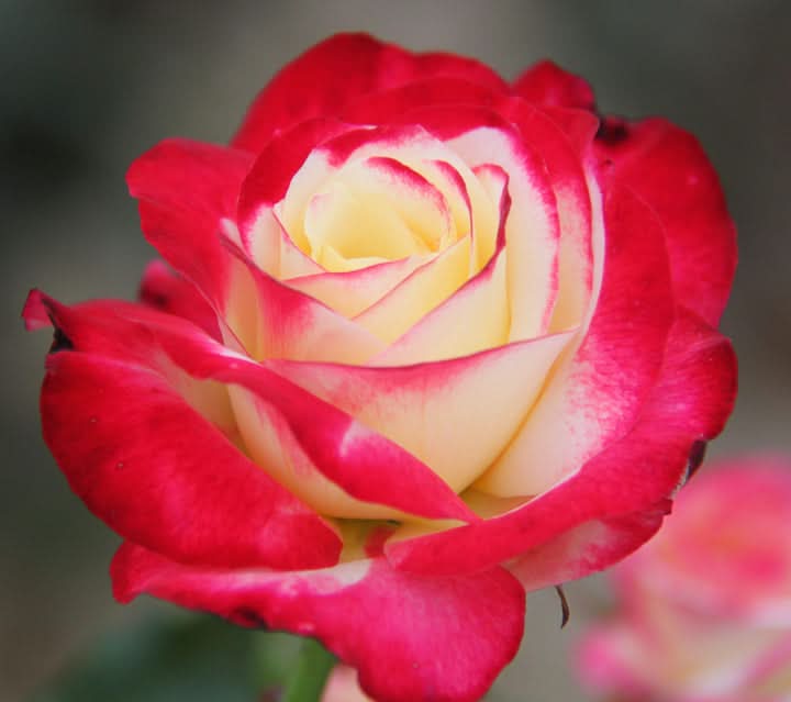 Double Delight Hybrid Tea Rose Seeds – Heirloom, Non-GMO Flower Seeds for Planting