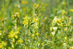 Yellow Sonaglio – Rhinanthus minor – for planting in native wildflower gardens