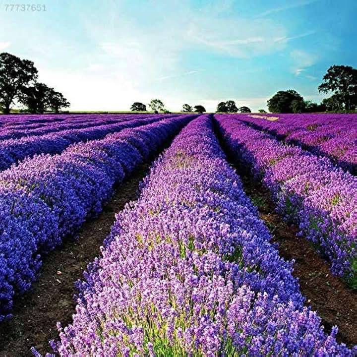 Purple Lavandula Angustifolia Lavender Seeds – Heirloom, Non-GMO Aroma