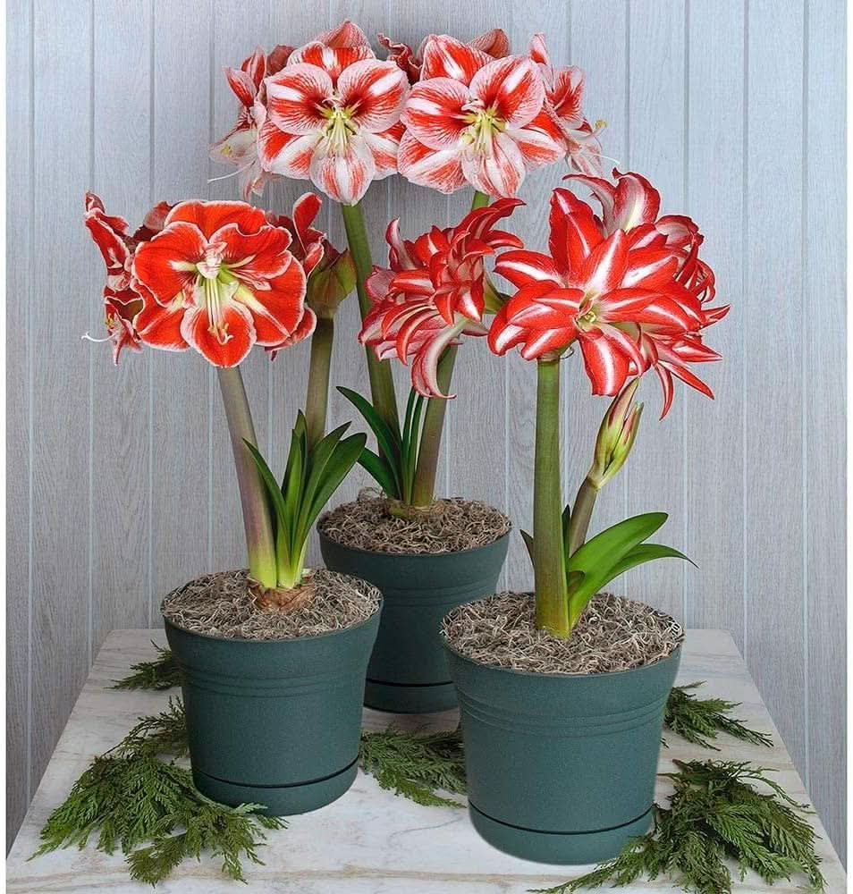 Amaryllis Hippeastrum spp. flower seeds for planting in indoor pots and balcony gardening