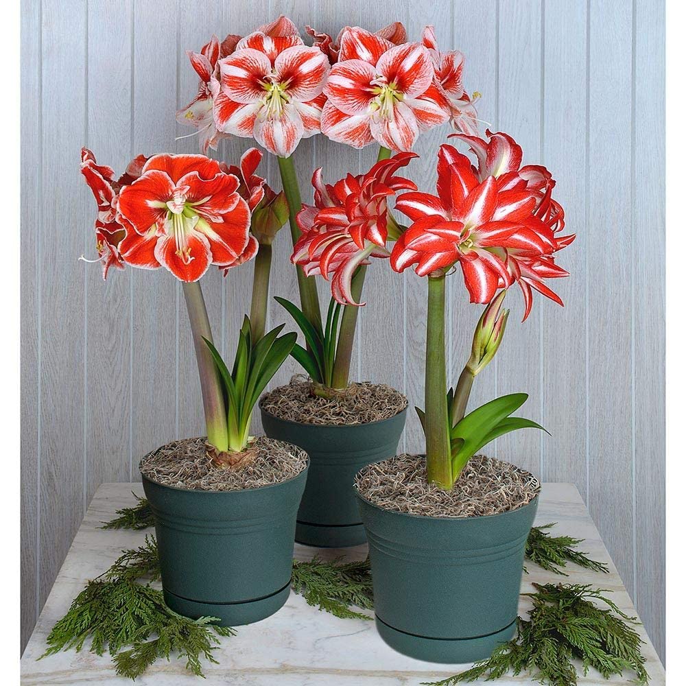 Amaryllis Hippeastrum Hybrid & Barbados Lily Flower Seeds for Planting – Mixed Pack for Indoor Pots and Garden Borders