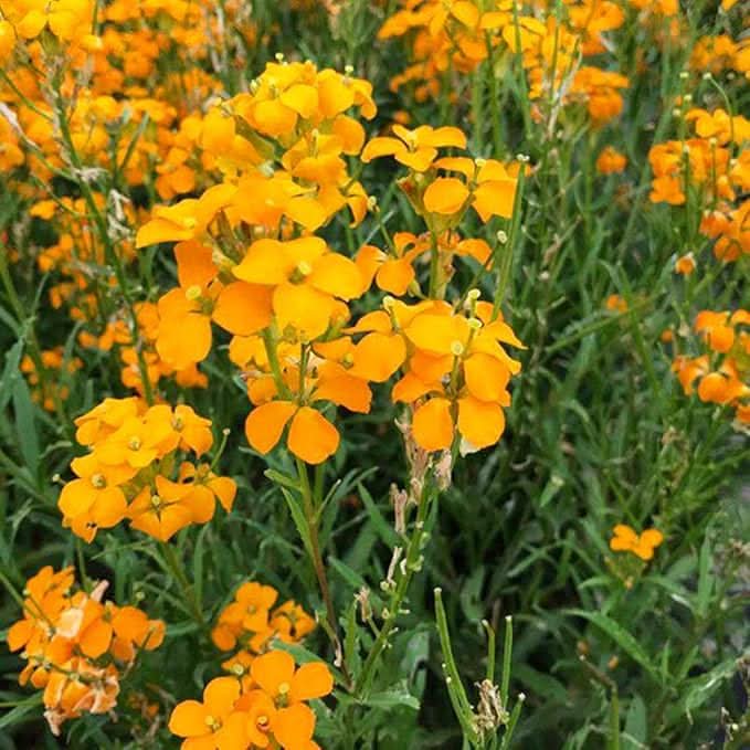 Heirloom Non-GMO Siberian Flower Seeds for Planting – Cold-Hardy Ornamental Garden Blooms - Non-GMO for planting in home garden