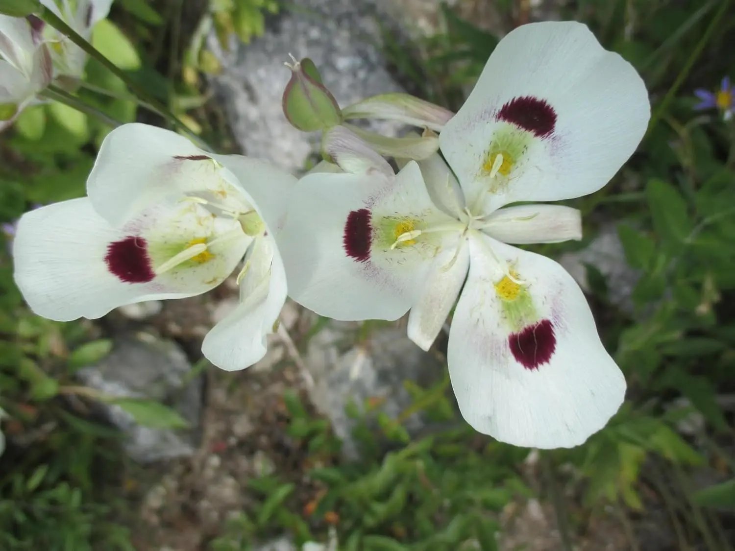 Calochortus Flower Seeds for Garden Planting - NON GMO Seeds for planting in home garden