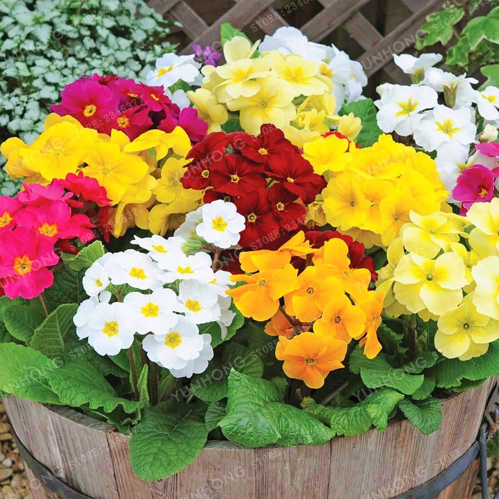 Primula malacoides rare flower seeds for garden flower bed and home garden