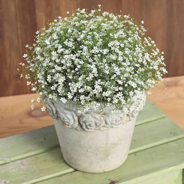 Peach Gypsophila Flower Seeds for Planting – NON GMO Seeds Dhara Seeds
