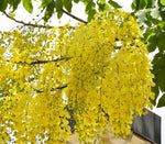 Yellow Laburnum Seeds – Heirloom, Non-GMO Flower Seeds for Planting Dhara Seeds