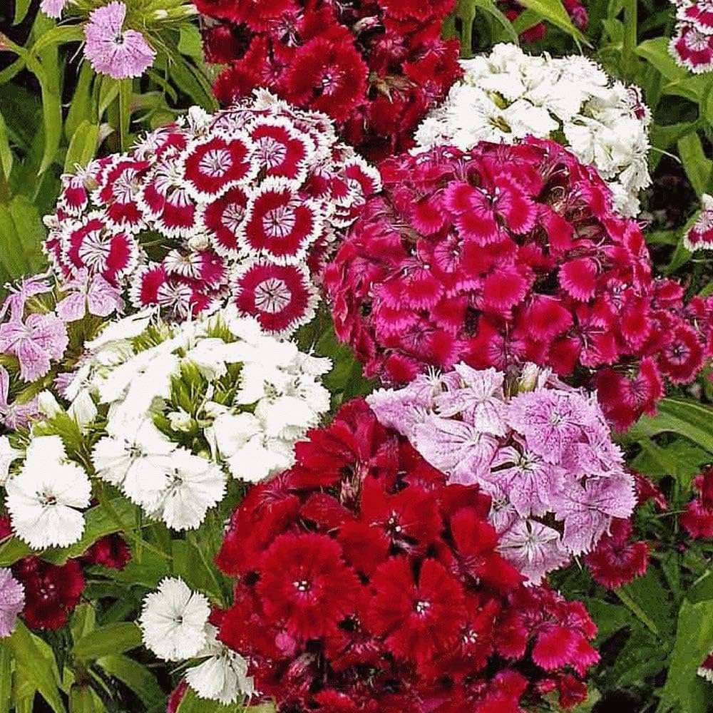 Dianthus Sweet William double mix tall flower seeds