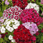 Dianthus Sweet William double mix tall flower seeds