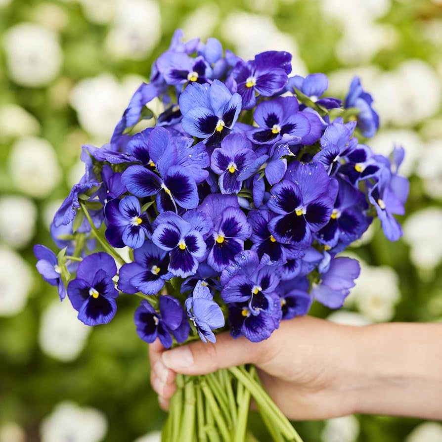 Navy Blue Swiss Giant Flower Seeds for Garden – Dharaseeds