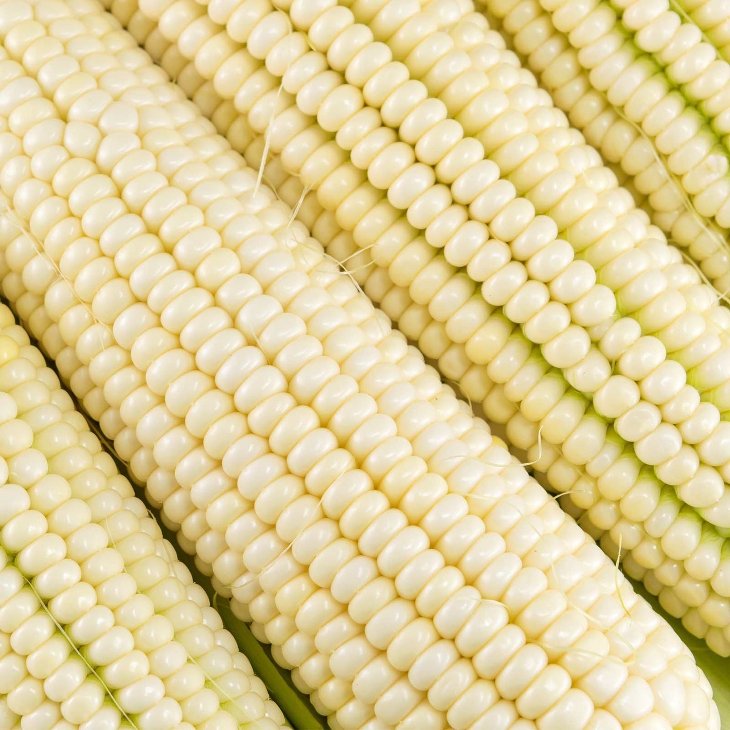 Silver King Hybrid Corn Seeds | White Sweet Corn with Tender Kernels – Heirloom, Non-GMO, High Germination Organic Garden Seeds