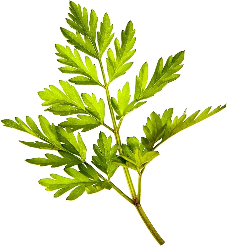 Green Chervil Vegetable Seeds for Planting heirloom & Non-GMO Seeds