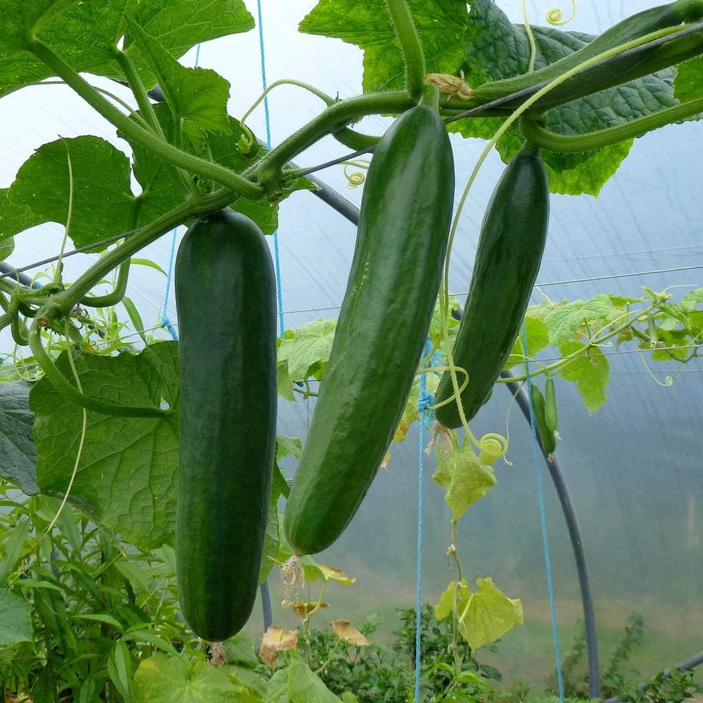 Cucumber Heirloom Non Gmo Image