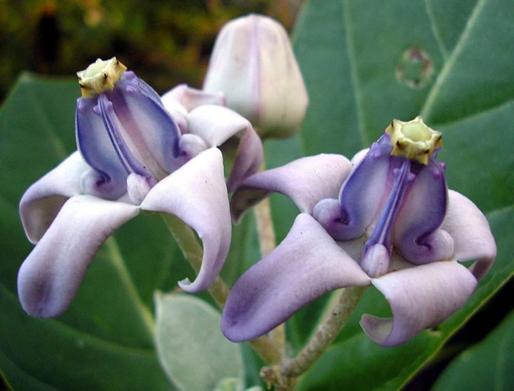 Purple Calotropis Gigantea Plant Seeds for Planting - NON GMO Seeds seeds for planting in home garden