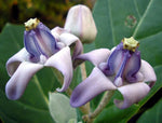 Purple Calotropis Gigantea Plant Seeds for Planting - NON GMO Seeds seeds for planting in home garden
