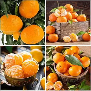 Kumquat Tree – Citrus japonica – for planting in balcony garden