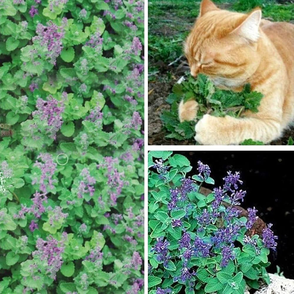 Heirloom Non-GMO Catnip - Seeds for Aromatic Herb and Pet-Friendly Garden Plants