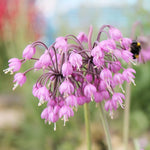 Allium Cernuum – flower seeds for planting in native gardens