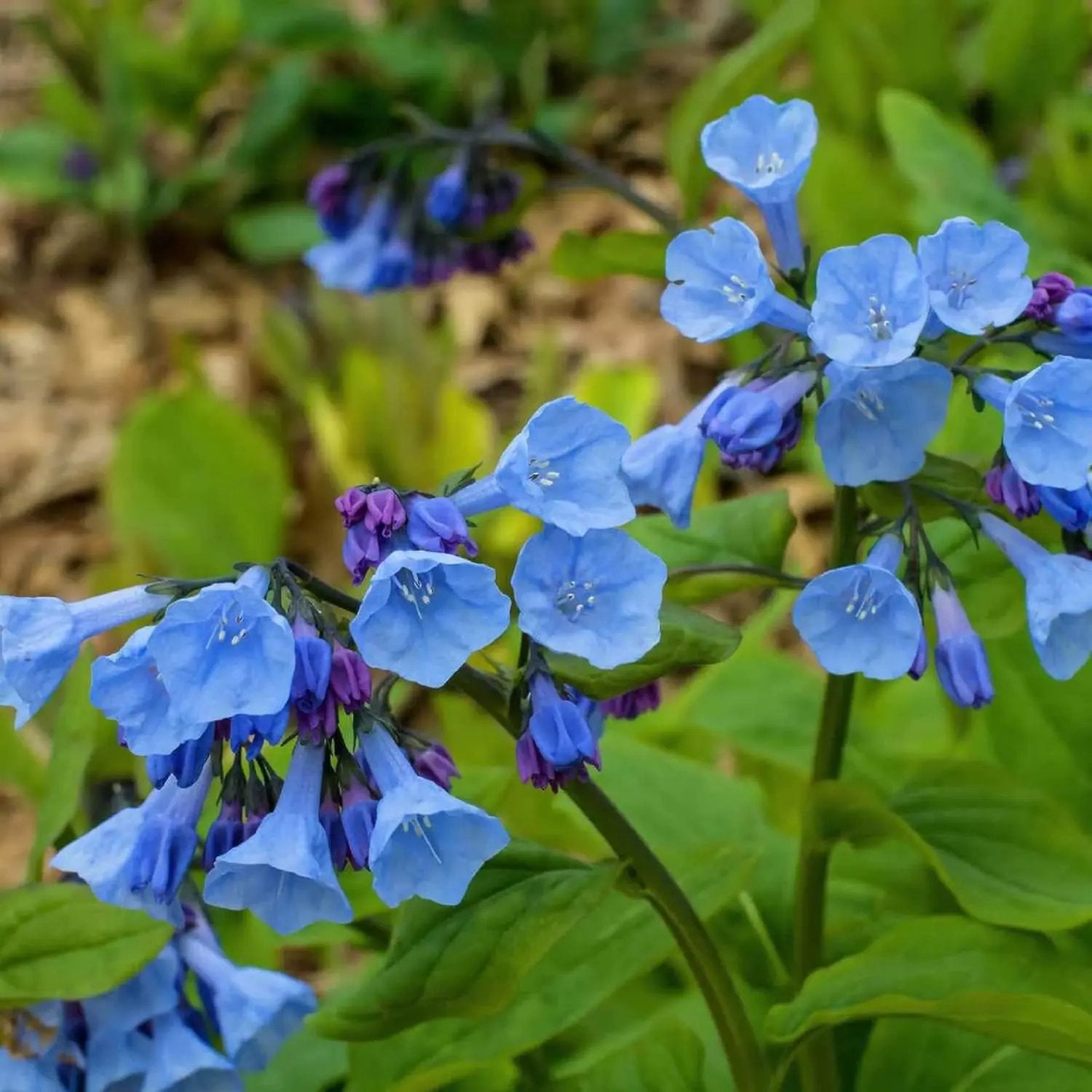 Mertensia Flower Seeds for Planting - NON GMO Seeds for planting in home garden